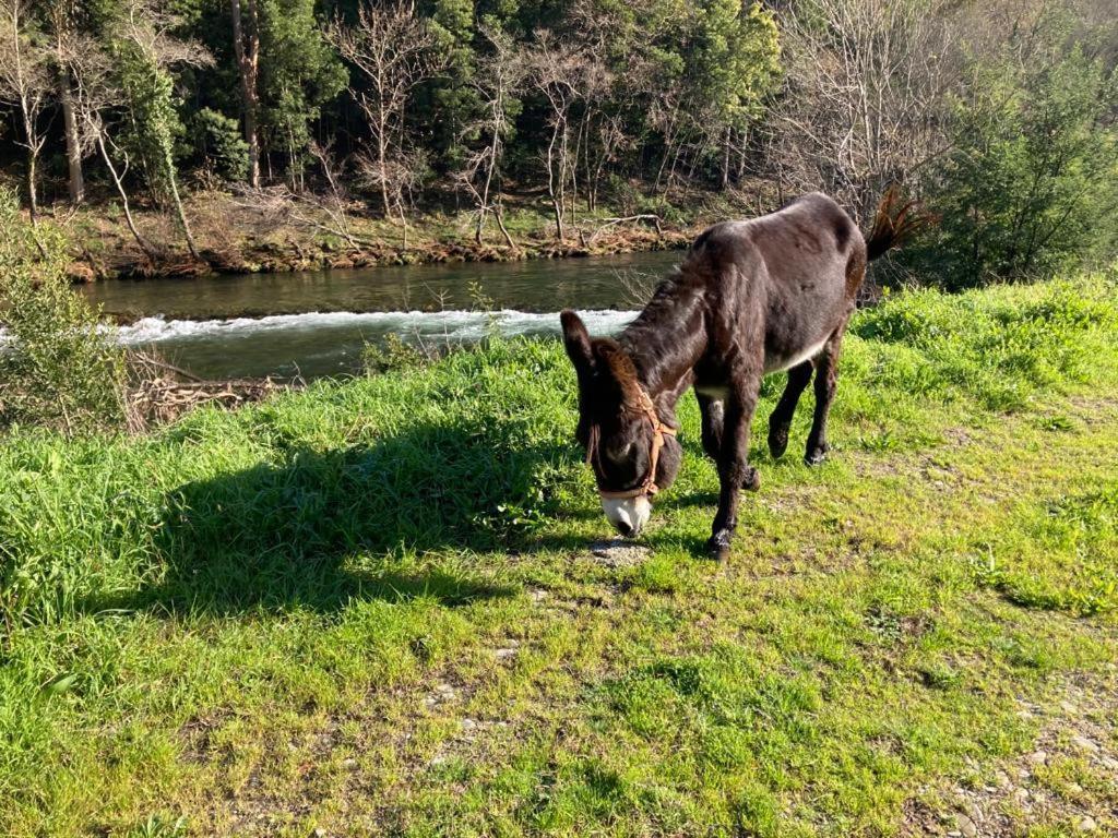 Quinta De Varzielas - Agroturismo Castelo de Paiva Luaran gambar